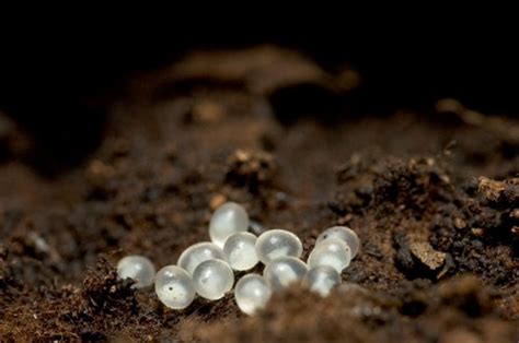 translucent white insect eggs.